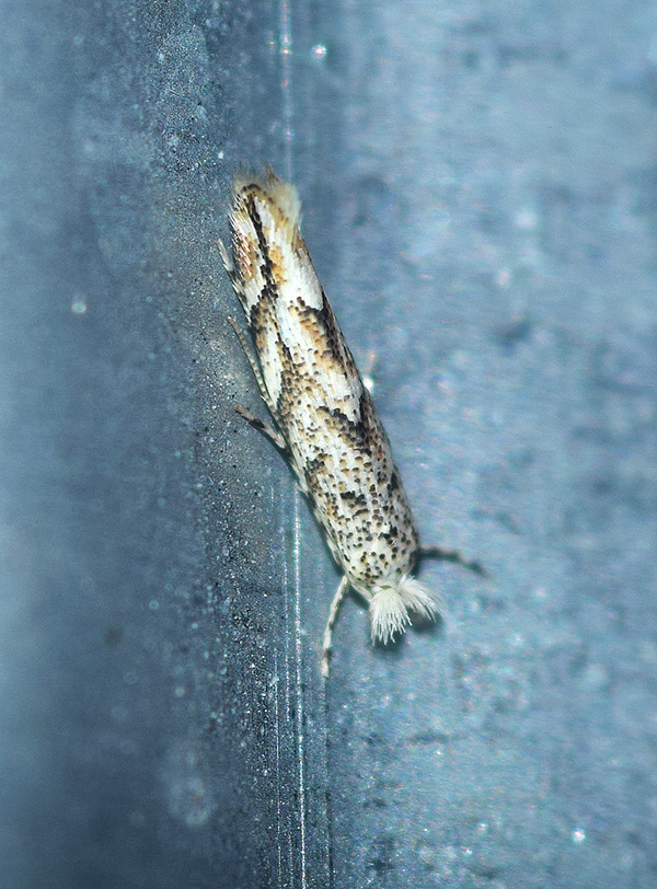 Bucculatricidae - Bucculatrix albedinella